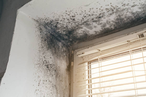 Affordable Mold Remediation solutions in Madison, NC